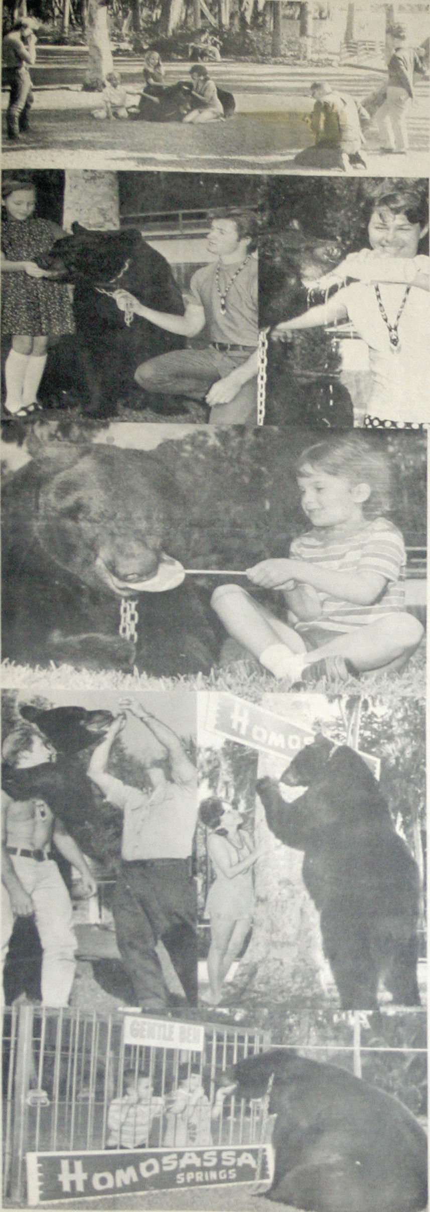 Gentle Ben